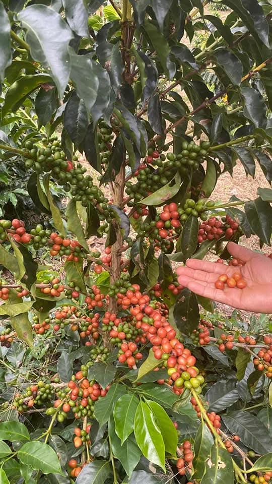 Colombia - Apía - Risaralda -  Finca Barcelona - Lavado-2