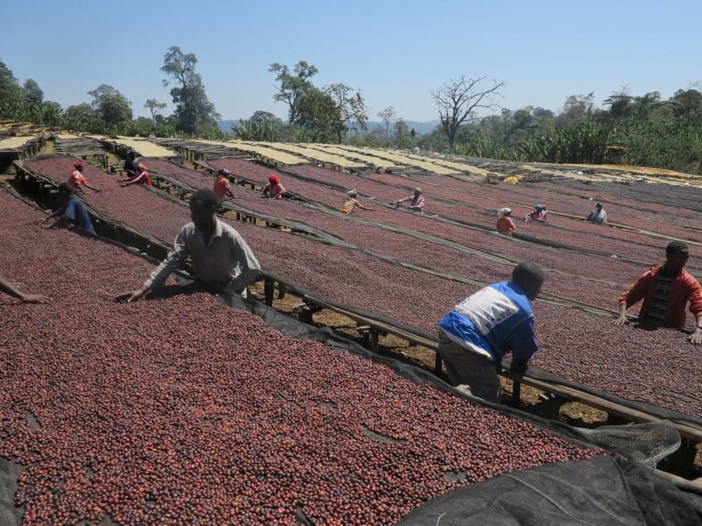 Etiopia - Guji - Okoluu Washing Station - Natural - Orgánico-1